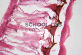 Prepared Microscope Slide - Small Intestine T.S.